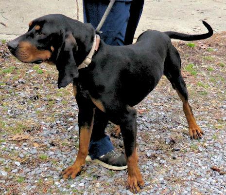 Enlarge Winston (MD), an adopted Black and Tan Coonhound in Williamsburg, VA image 5/6
