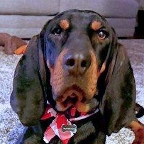 Winston (MD), adopted, Young Male Black and Tan Coonhound.