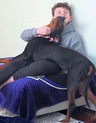 Enlarge Winston (MD), an adopted Black and Tan Coonhound in Williamsburg, VA image 3/6