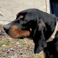 Enlarge Winston (MD), an adopted Black and Tan Coonhound in Williamsburg, VA image 2/6