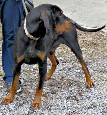 Enlarge Winston (MD), an adopted Black and Tan Coonhound in Williamsburg, VA image 4/6