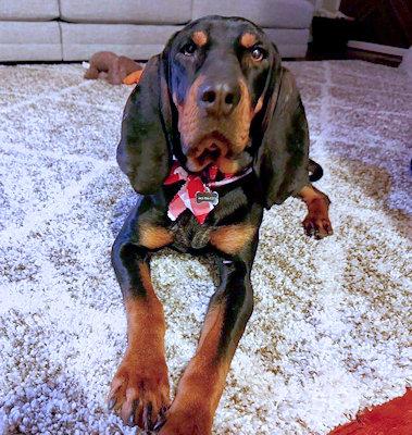 Enlarge Winston (MD), an adopted Black and Tan Coonhound in Williamsburg, VA image 6/6
