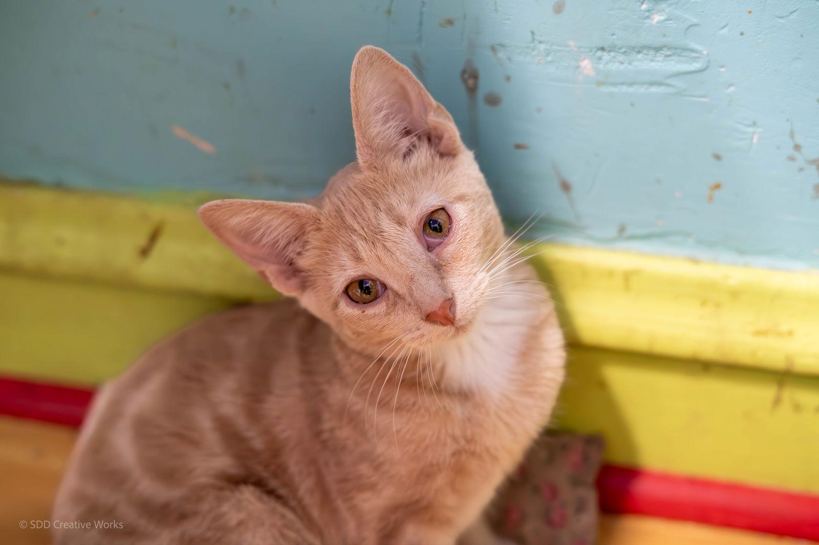 Enlarge Fawn, a Adoptable Domestic Short Hair in Maywood, IL image 1/1