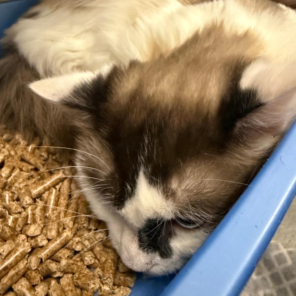 Enlarge Coconut, a Adoptable Domestic Long Hair in Concord, NH image 1/2