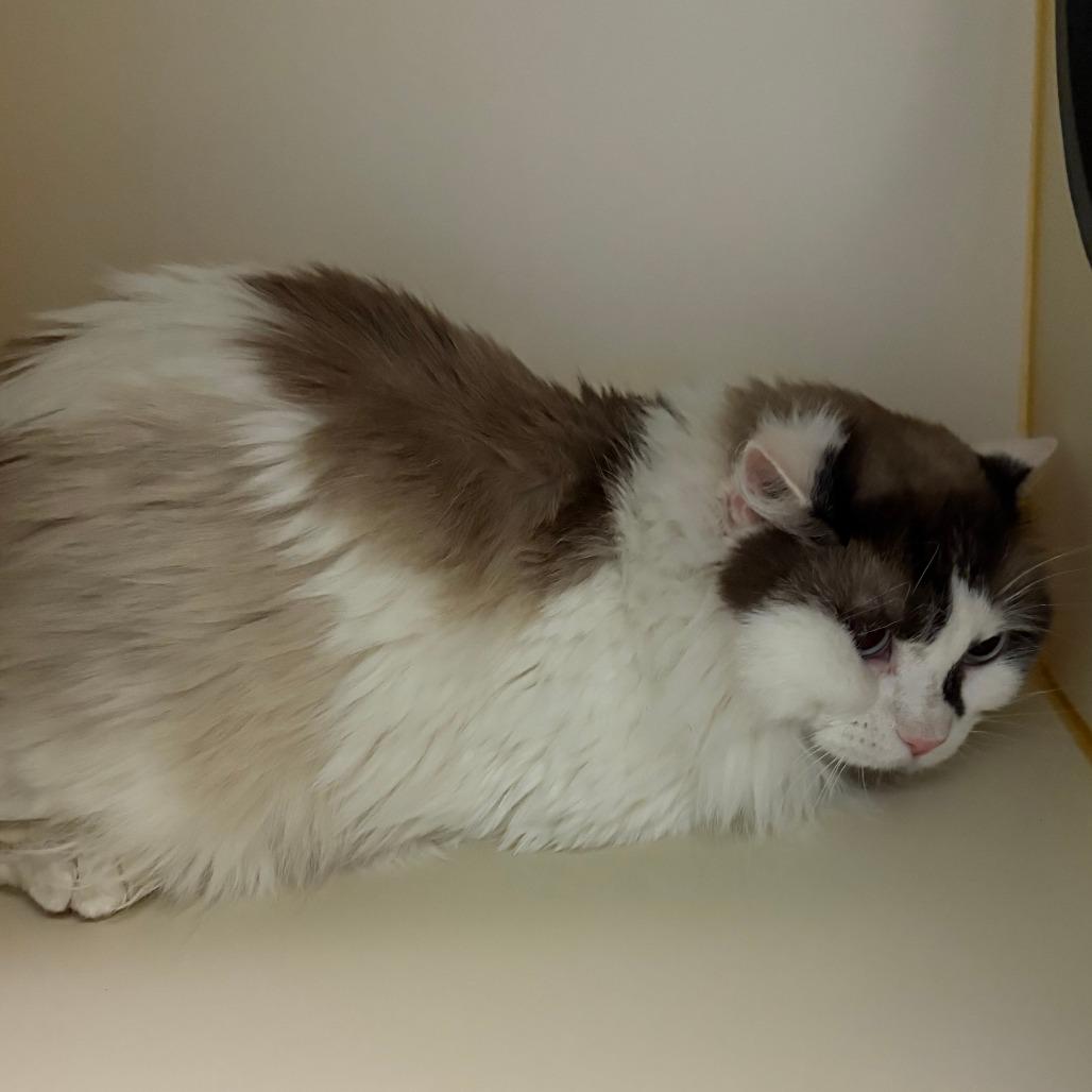 Enlarge Coconut, a Adoptable Domestic Long Hair in Concord, NH image 2/2