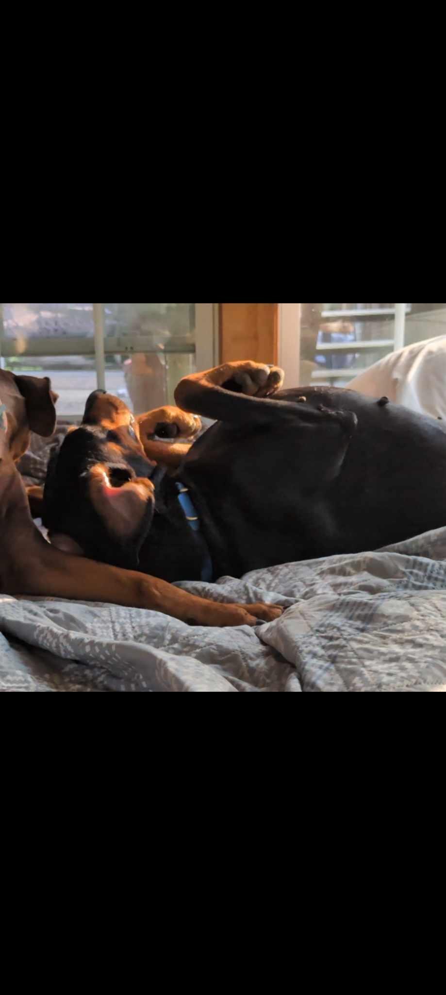 Thelma thumbnail 3