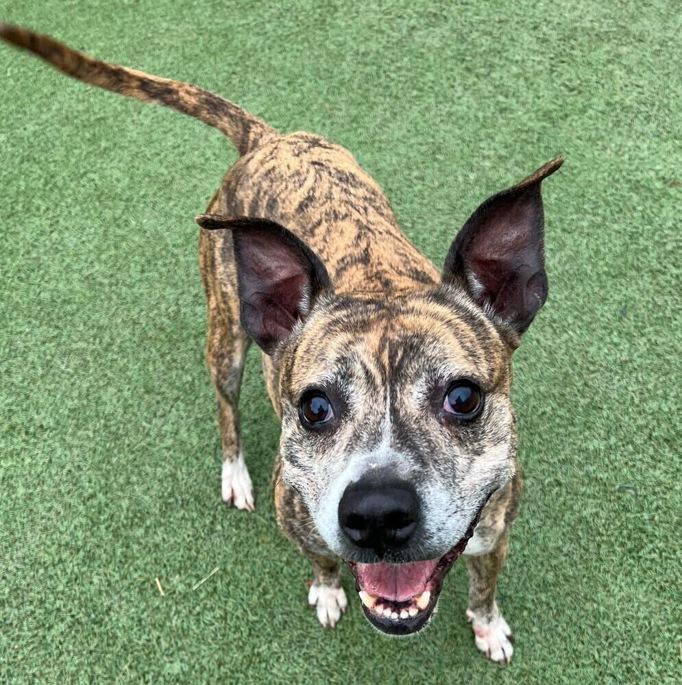 Pippa, Adoptable, Senior Female American Staffordshire Terrier & Mixed Breed.