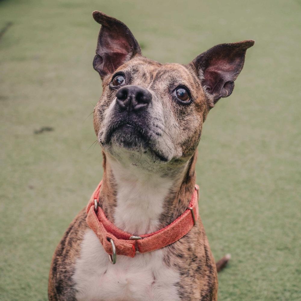 Enlarge Pippa, a Adoptable mixed breed in Long Island City, NY image 3/6