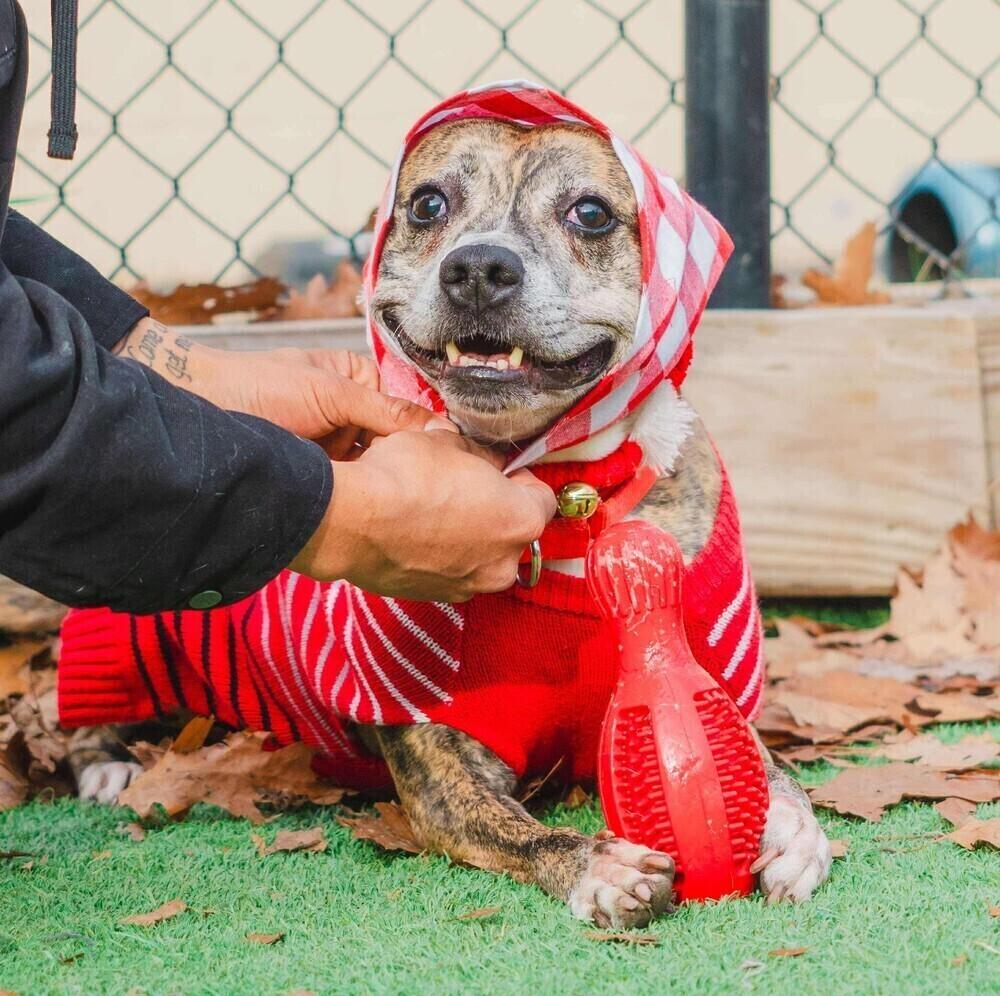 Enlarge Pippa, a Adoptable mixed breed in Long Island City, NY image 4/6