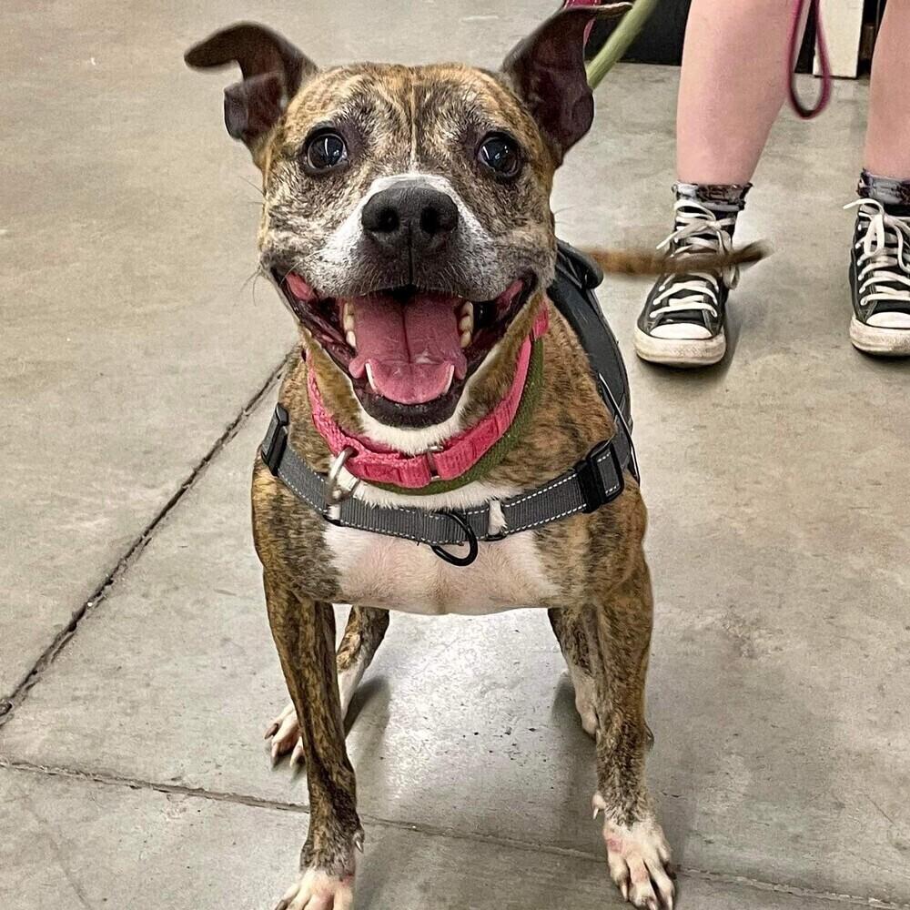 Enlarge Pippa, a Adoptable mixed breed in Long Island City, NY image 5/6