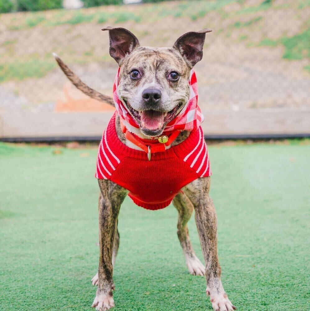 Enlarge Pippa, a Adoptable mixed breed in Long Island City, NY image 6/6