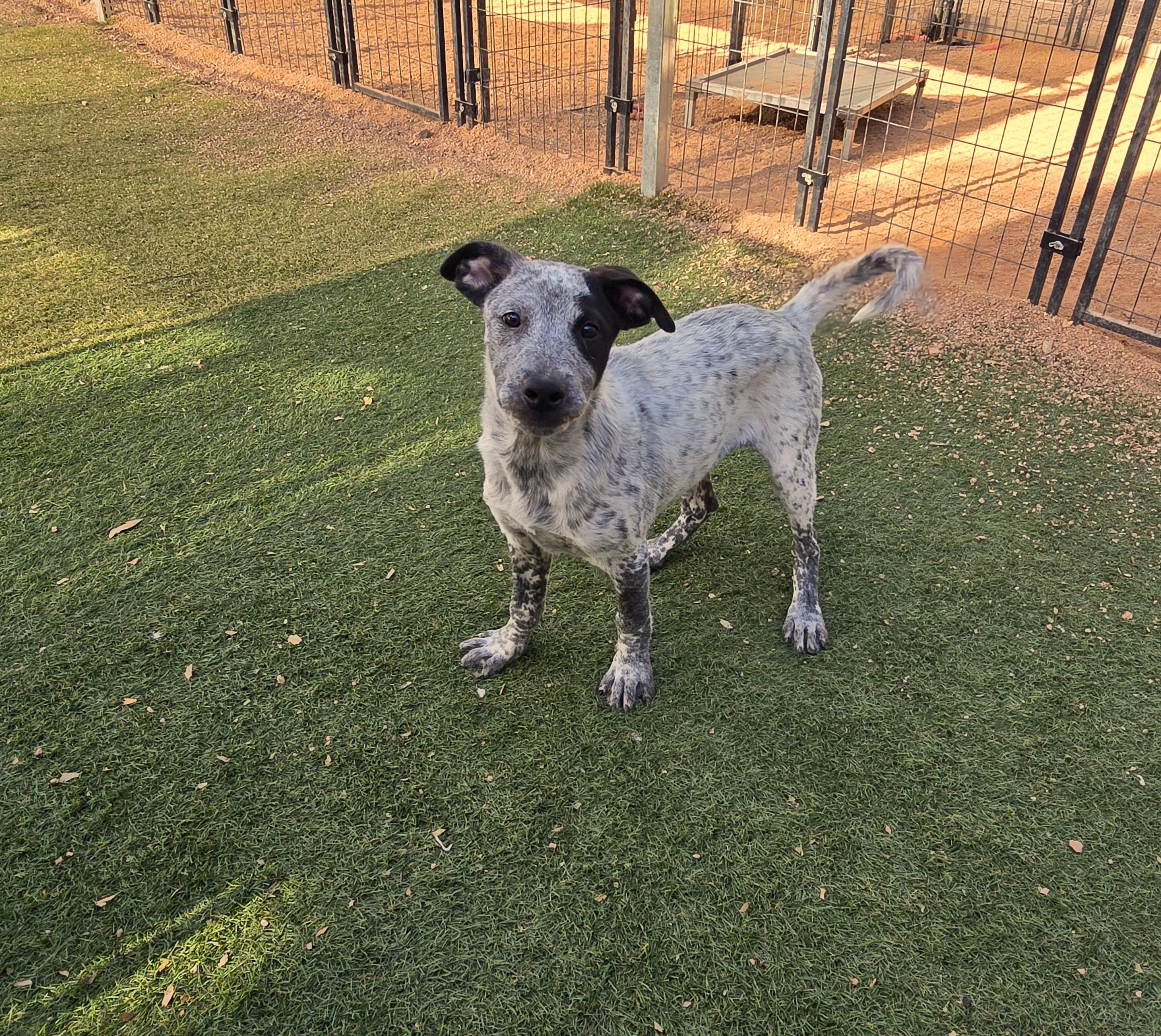 DZ, an adoptable mixed breed in Apache Junction, AZ image 4/5
