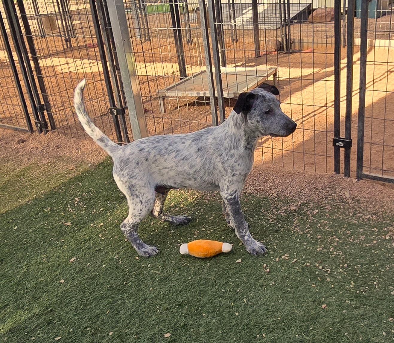 DZ, an adoptable mixed breed in Apache Junction, AZ image 2/5