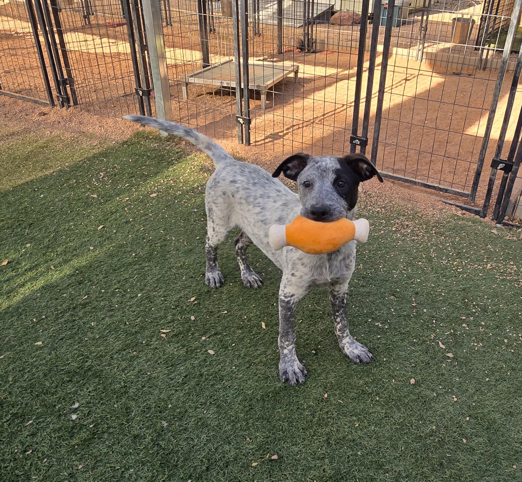 DZ, an adoptable mixed breed in Apache Junction, AZ image 3/5