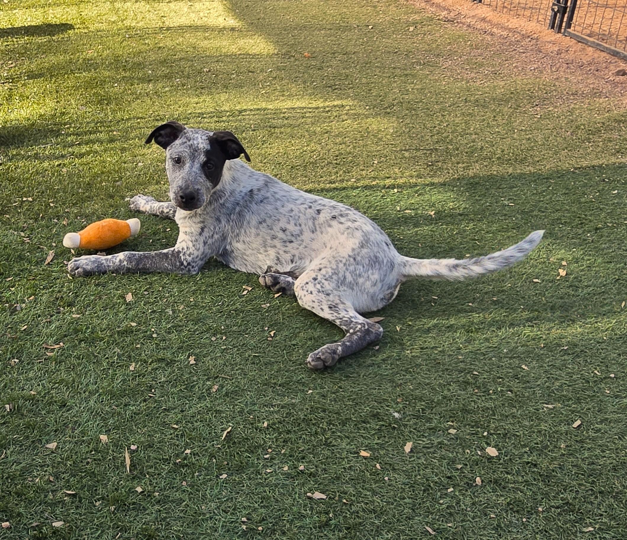 DZ, adoptable, Puppy Male Australian Cattle Dog / Blue Heeler & Cattle Dog.