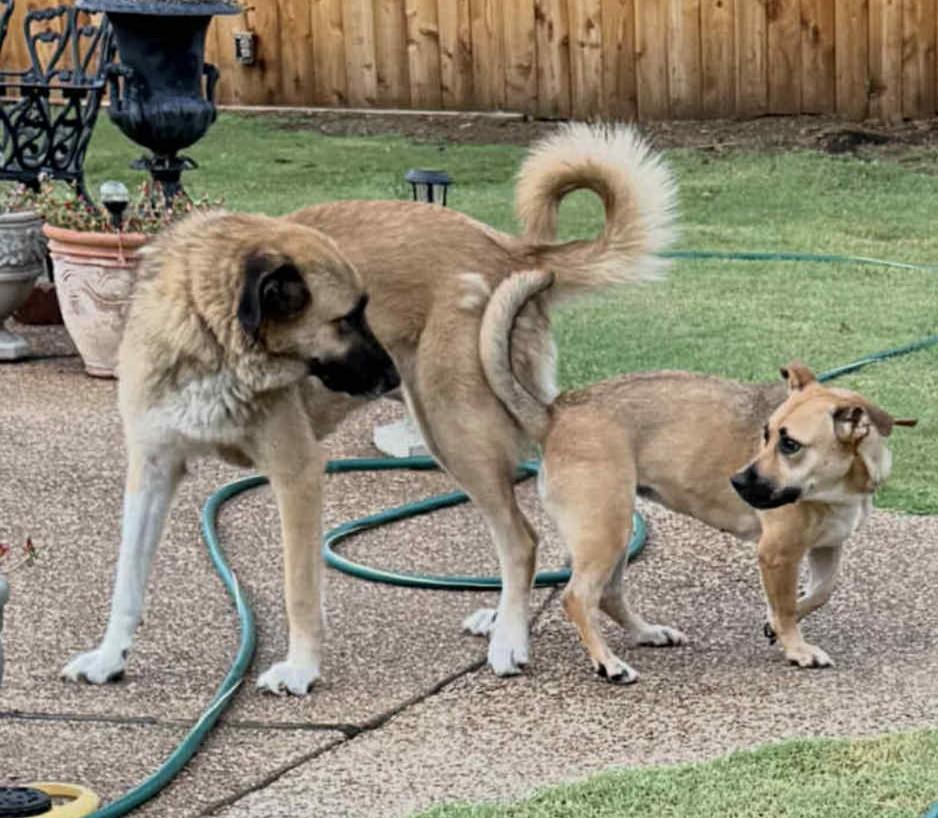 Gypsy, Adoptable, Young Female Anatolian Shepherd.