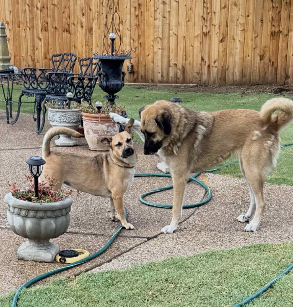 Enlarge Gypsy, a Adoptable Anatolian Shepherd in Wantagh, NY image 2/3
