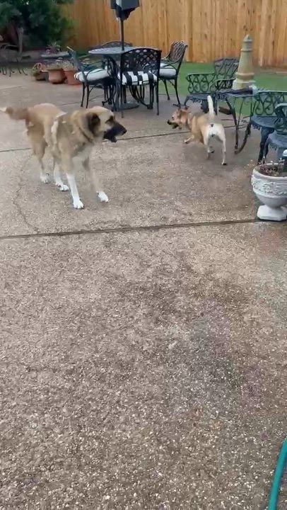 Enlarge Gypsy, a Adoptable Anatolian Shepherd in Wantagh, NY video 3/3