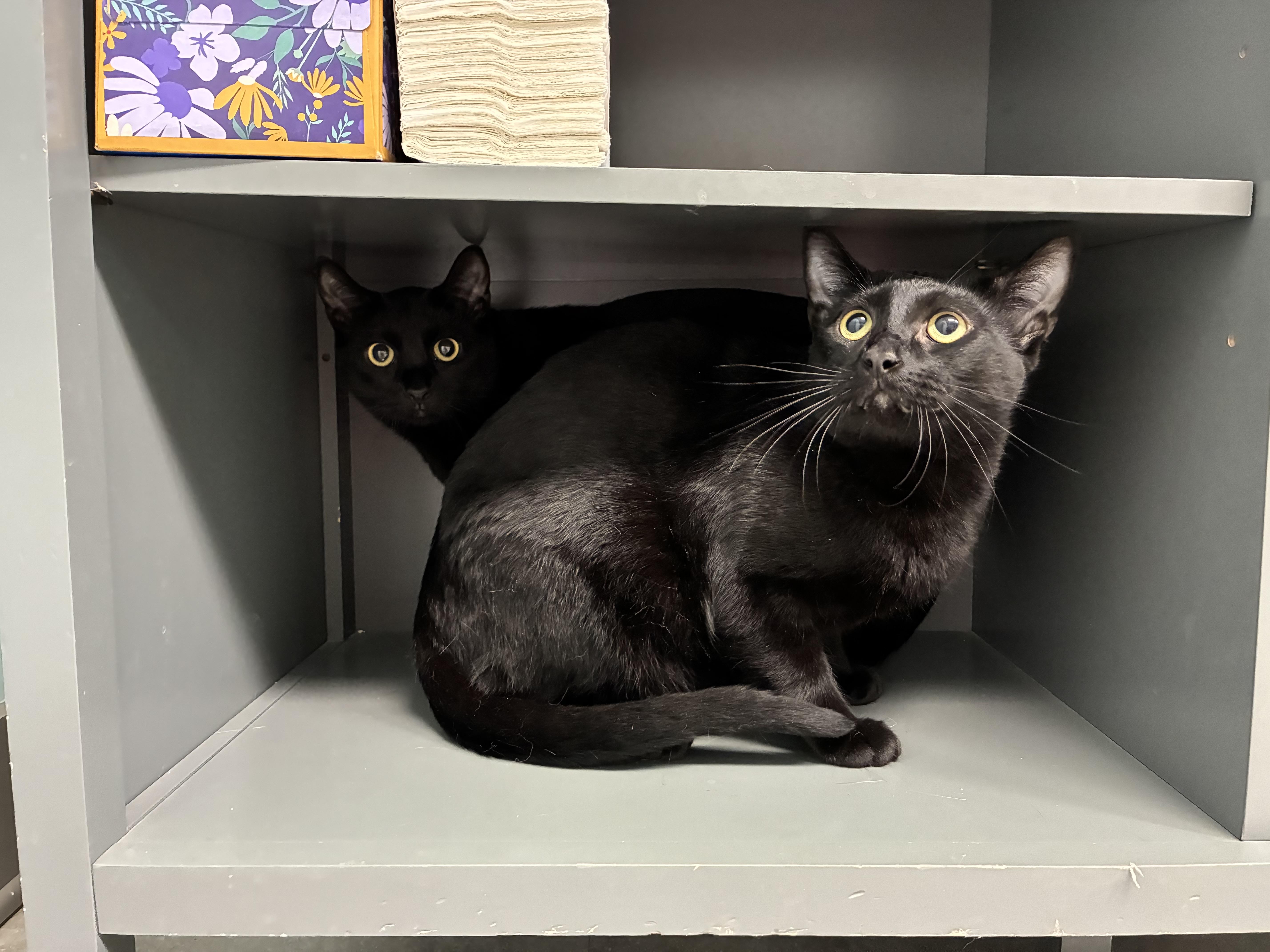 Fi, Adoptable, Adult Male Domestic Short Hair.