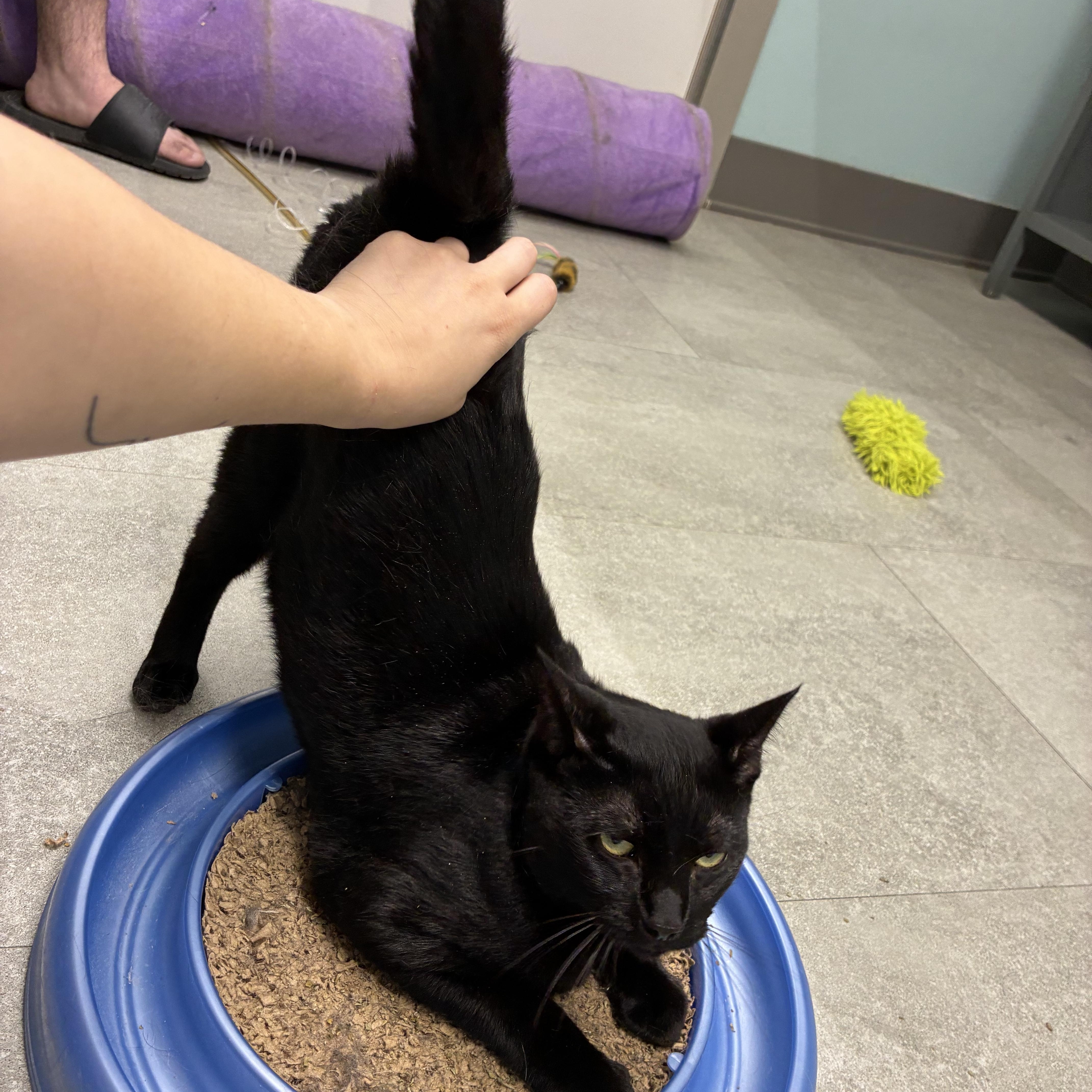 Fi, a Adoptable Domestic Short Hair in Media, PA image 3/6