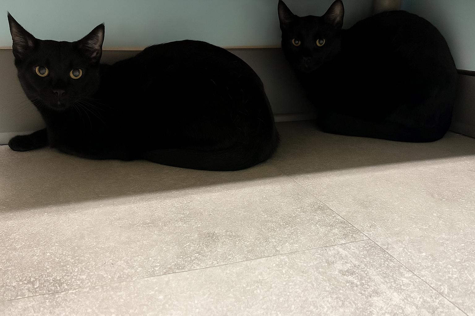 Fi, a Adoptable Domestic Short Hair in Media, PA image 4/6