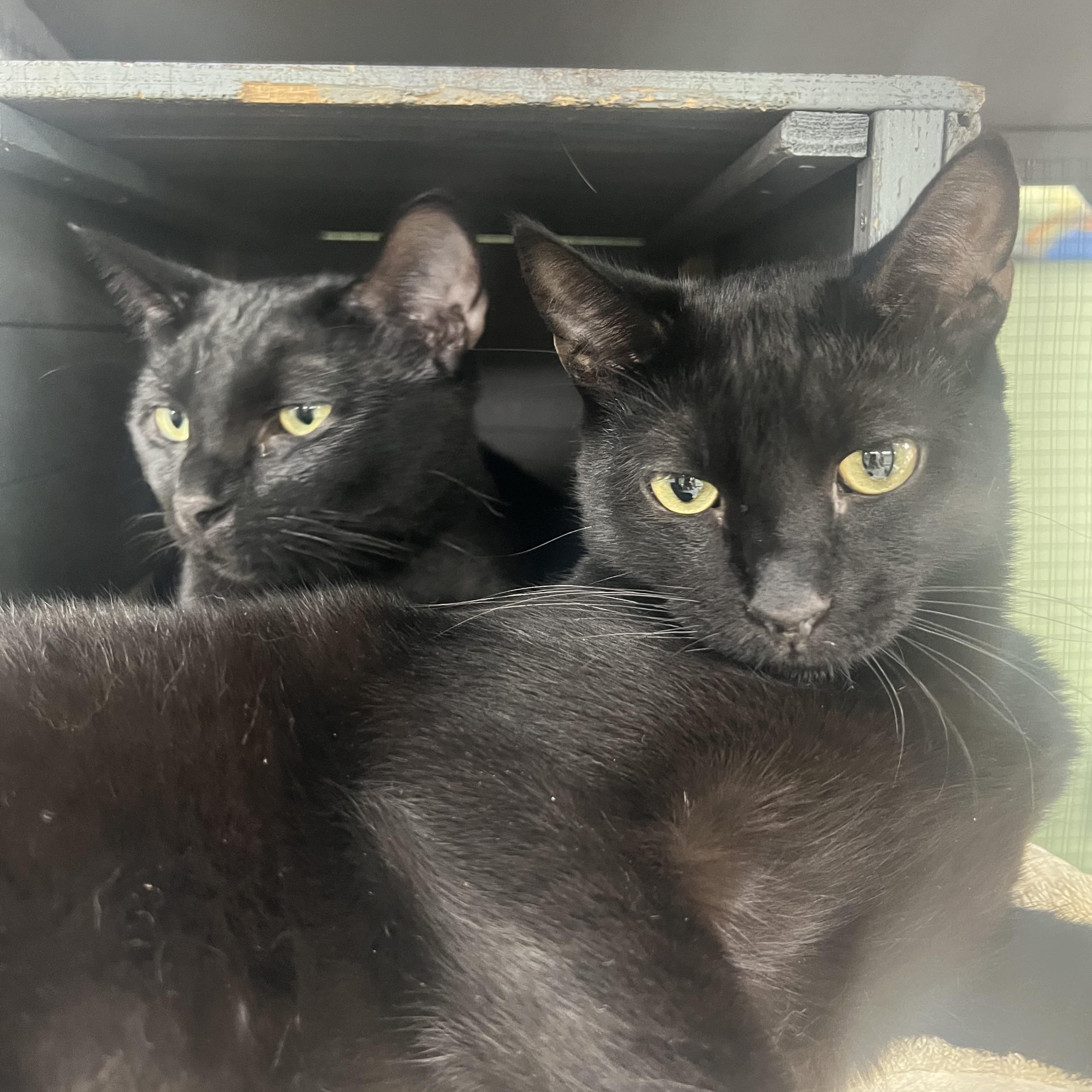 Fi, a Adoptable Domestic Short Hair in Media, PA image 6/6