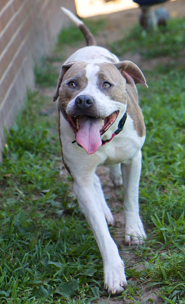 Patsy (AO36912), a Adoptable mixed breed in Kansas City, KS image 4/6