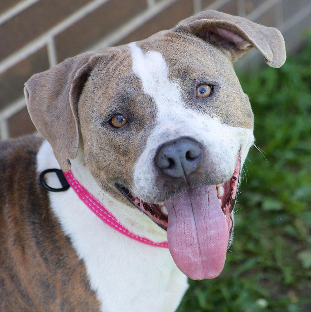 Patsy (AO36912), Adoptable, Adult Female Pit Bull Terrier.