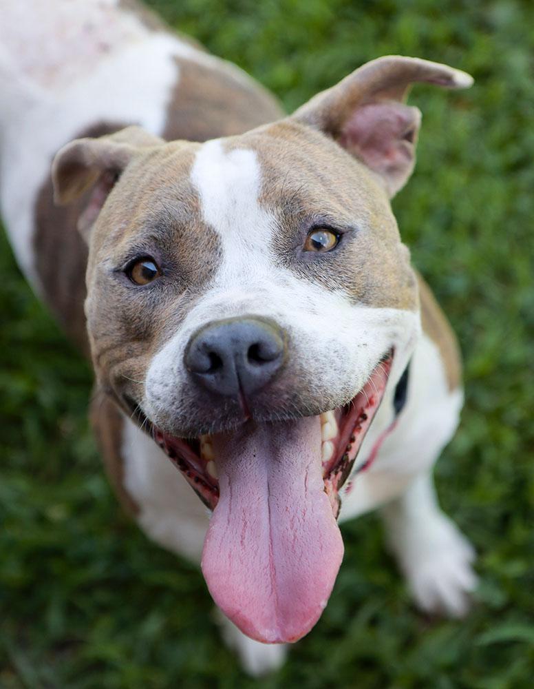 Patsy (AO36912), a Adoptable mixed breed in Kansas City, KS image 2/6