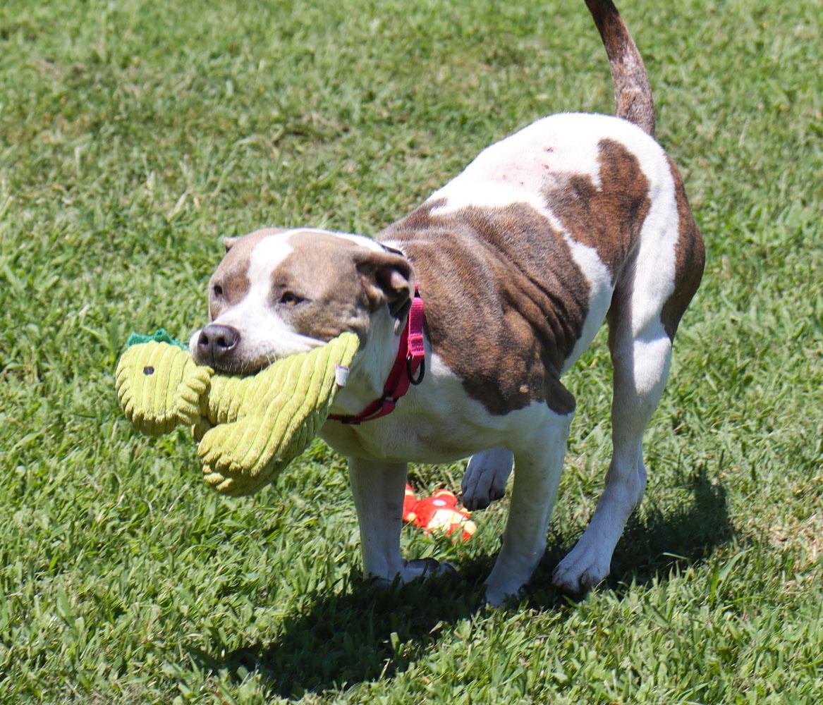 Patsy (AO36912), a Adoptable mixed breed in Kansas City, KS image 6/6