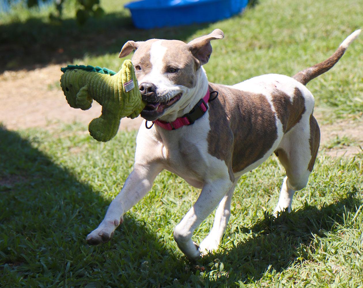 Patsy (AO36912), a Adoptable mixed breed in Kansas City, KS image 5/6