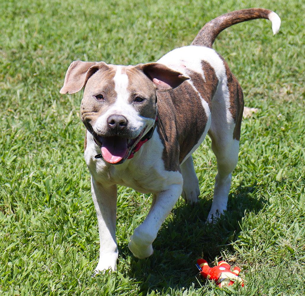 Patsy (AO36912), a Adoptable mixed breed in Kansas City, KS image 3/6