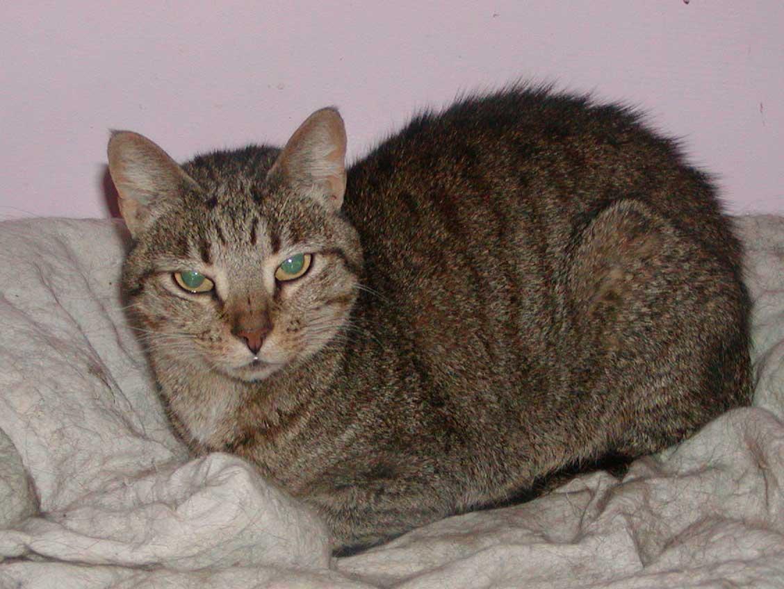 Princess, a Adoptable mixed breed in Allentown, PA image 2/4