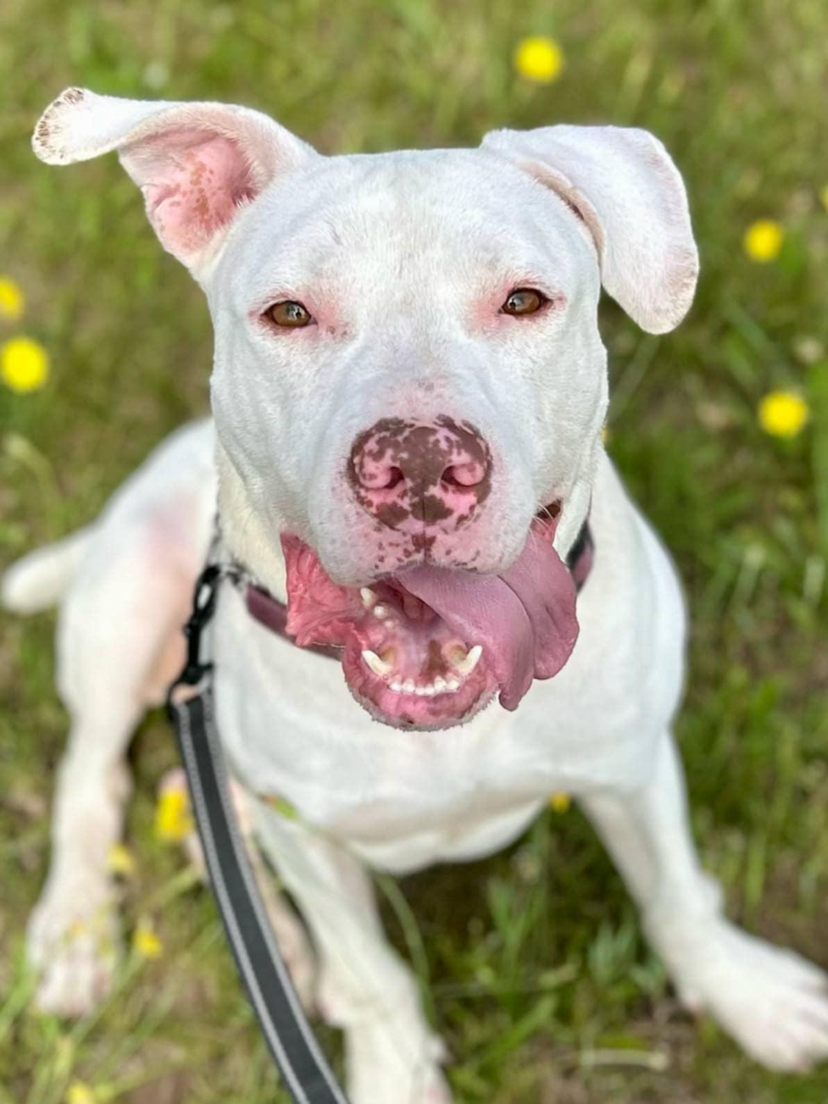 Ghost, Adult Male Pit Bull Terrier