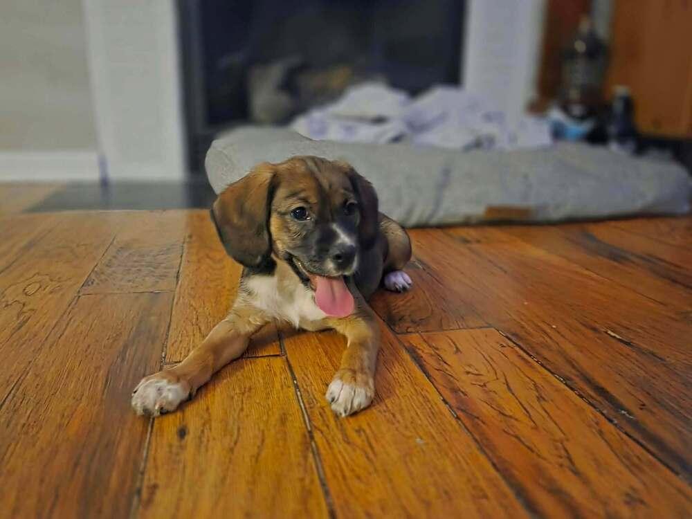 Enlarge Three's Company- Janet, a Adoptable mixed breed in Sumter, SC image 2/4