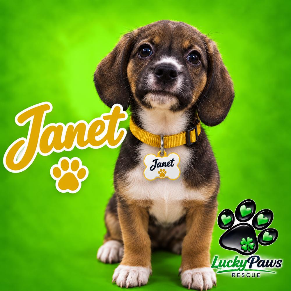 Enlarge Three's Company- Janet, a Adoptable mixed breed in Sumter, SC image 4/4