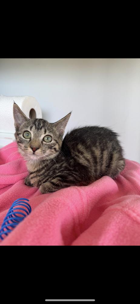 Abby, Adoptable, Kitten Female Domestic Short Hair.