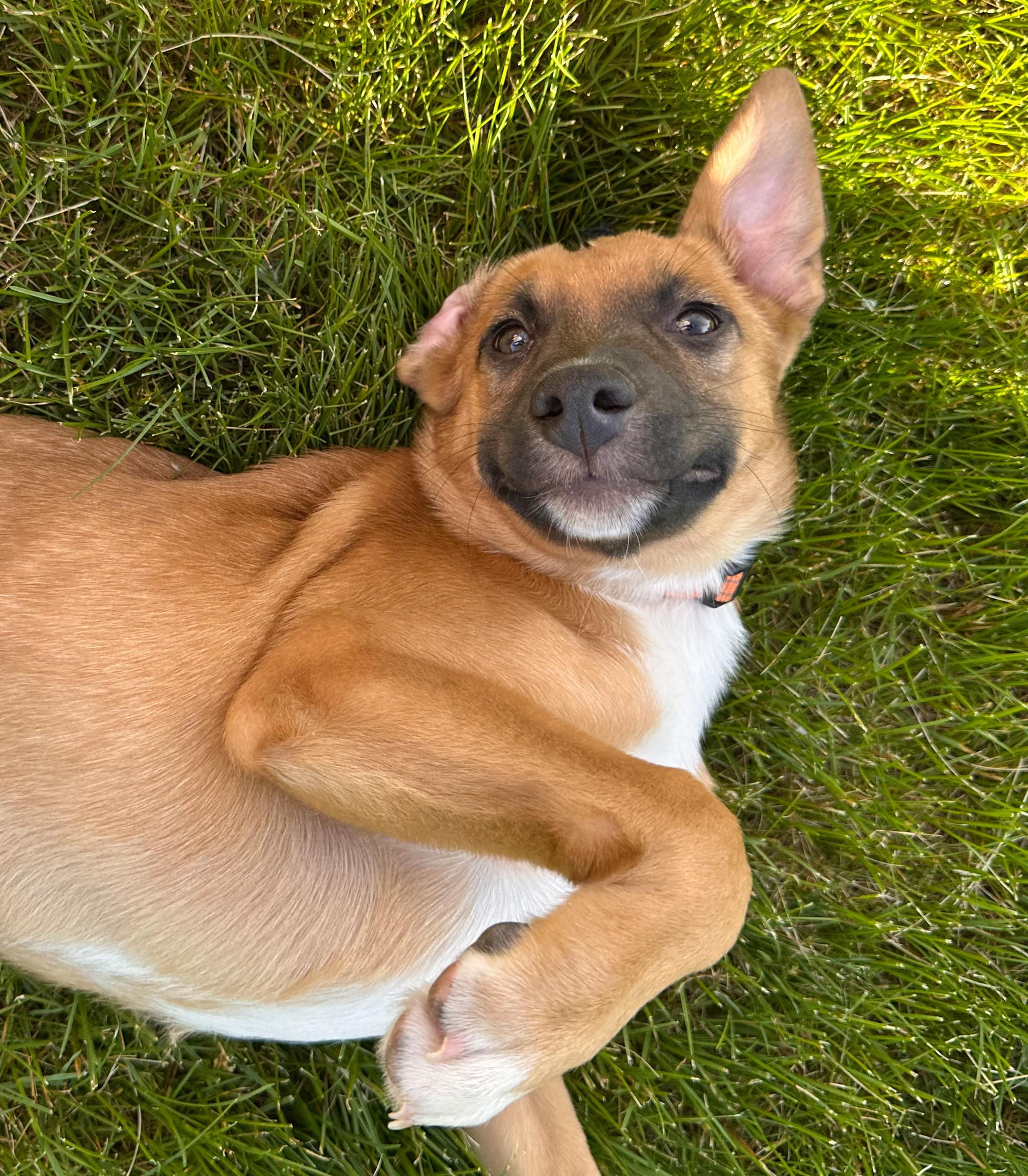 Enlarge Stubbs, a Adoptable mixed breed in Albany, NY image 3/6