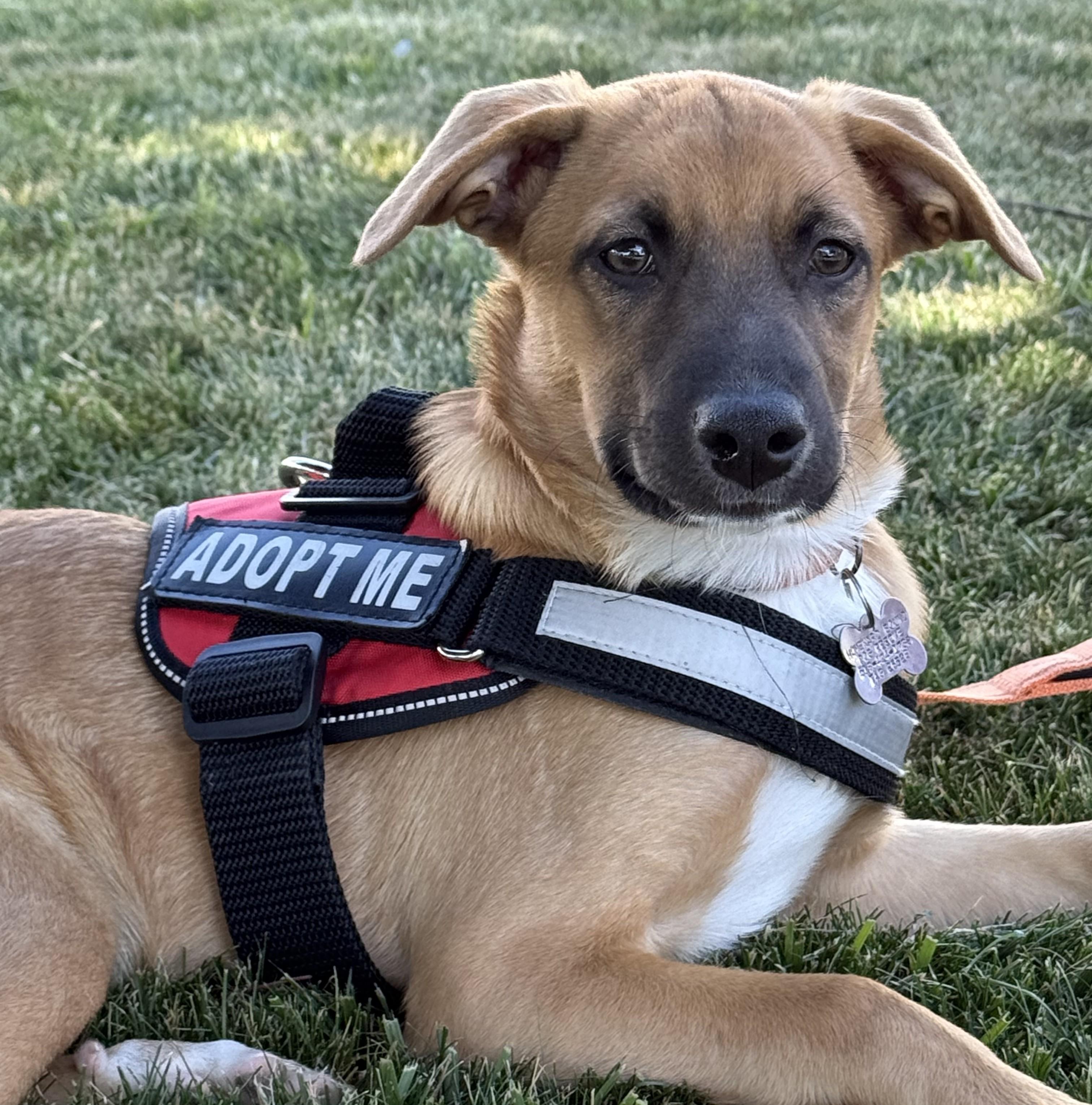 Stubbs, Adoptable, Puppy Male Dachshund & Hound.