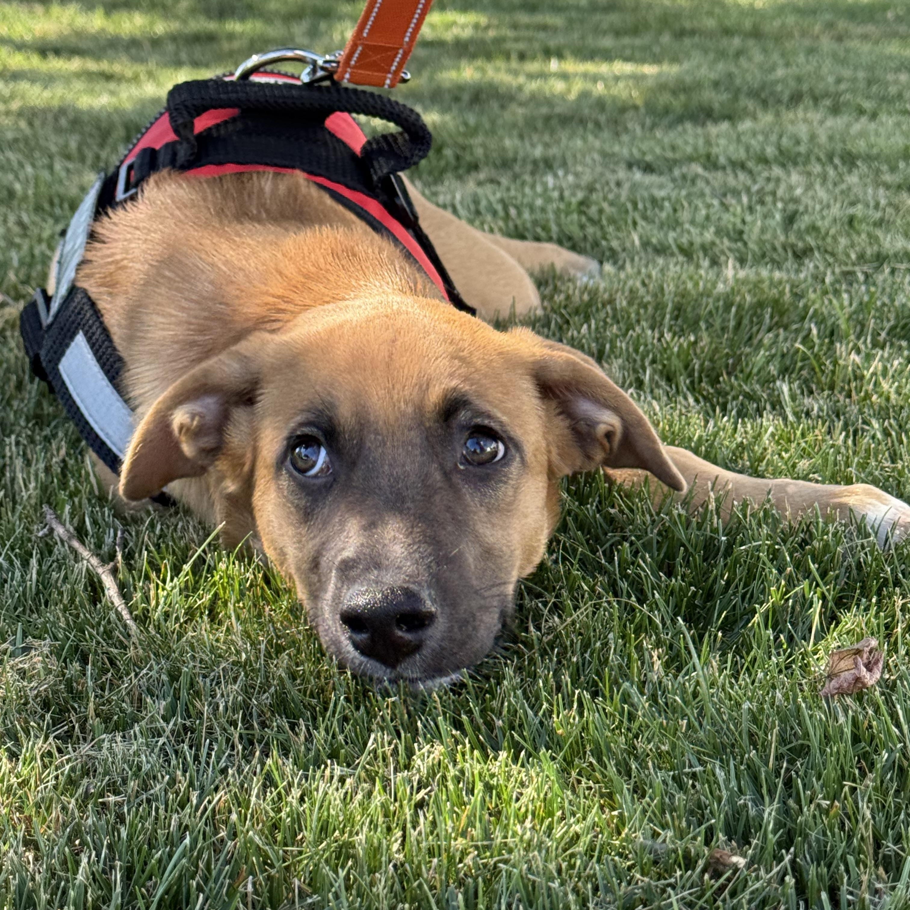 Enlarge Stubbs, a Adoptable mixed breed in Albany, NY image 5/6