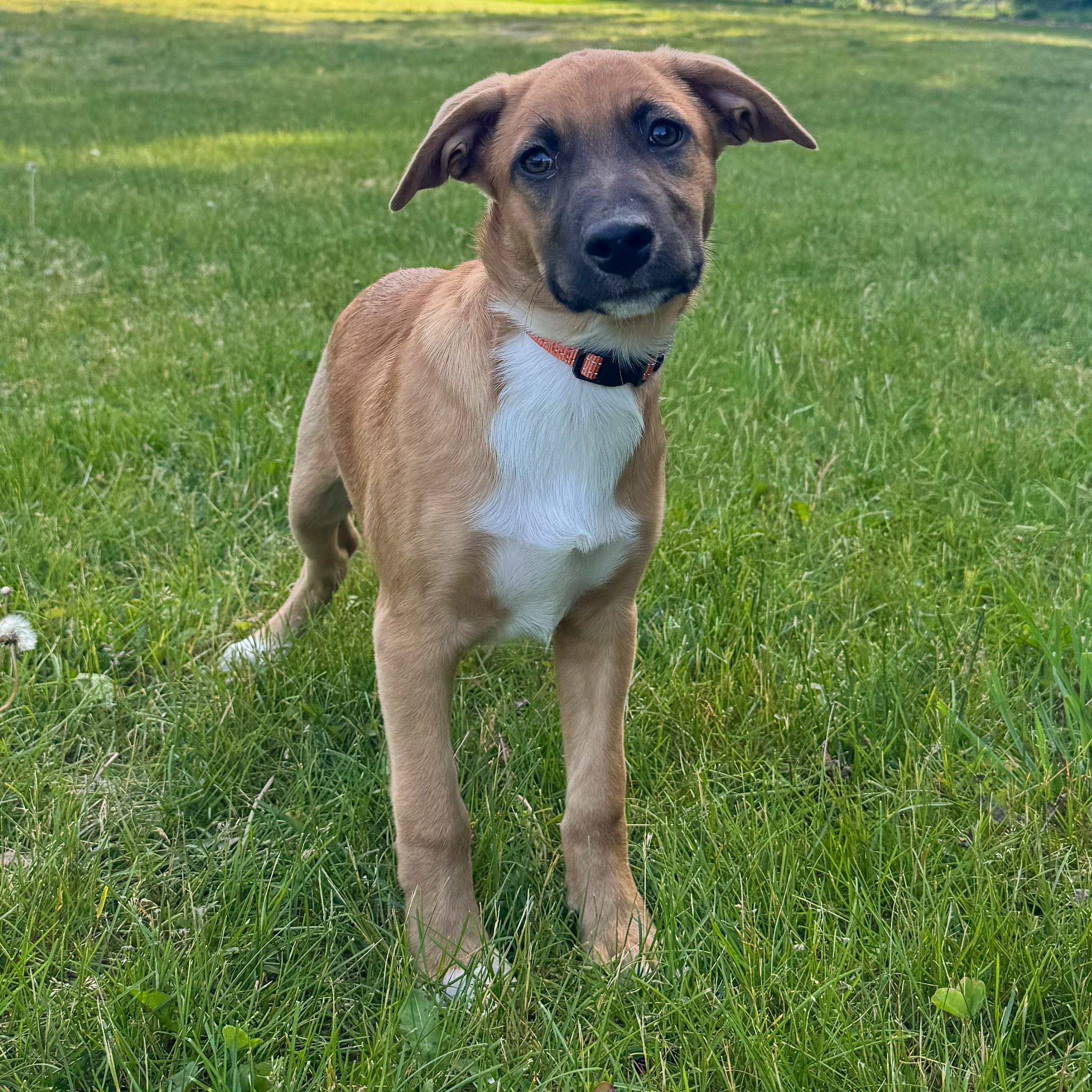 Enlarge Stubbs, a Adoptable mixed breed in Albany, NY image 2/6