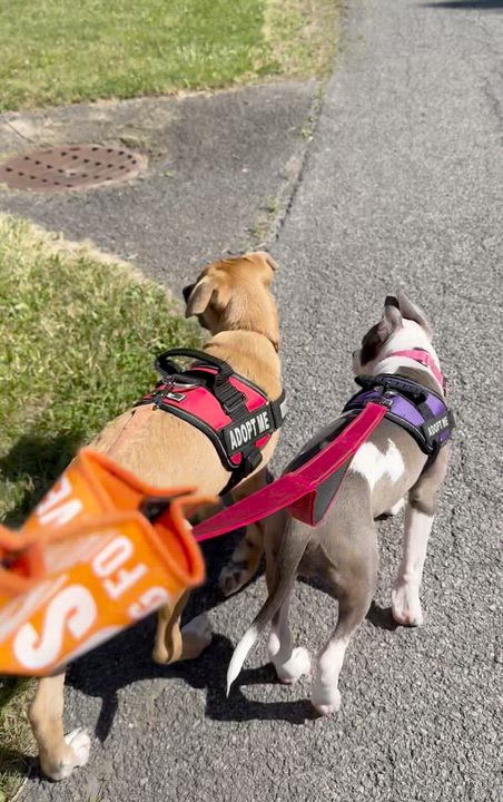 Enlarge Stubbs, a Adoptable mixed breed in Albany, NY video 6/6