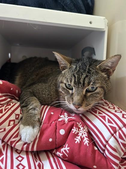Percy, a ADOPTABLE Domestic Short Hair in Hamilton, MT image 3/3