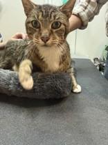 Percy, a ADOPTABLE Domestic Short Hair in Hamilton, MT image 1/3