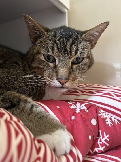 Percy, a ADOPTABLE Domestic Short Hair in Hamilton, MT image 2/3