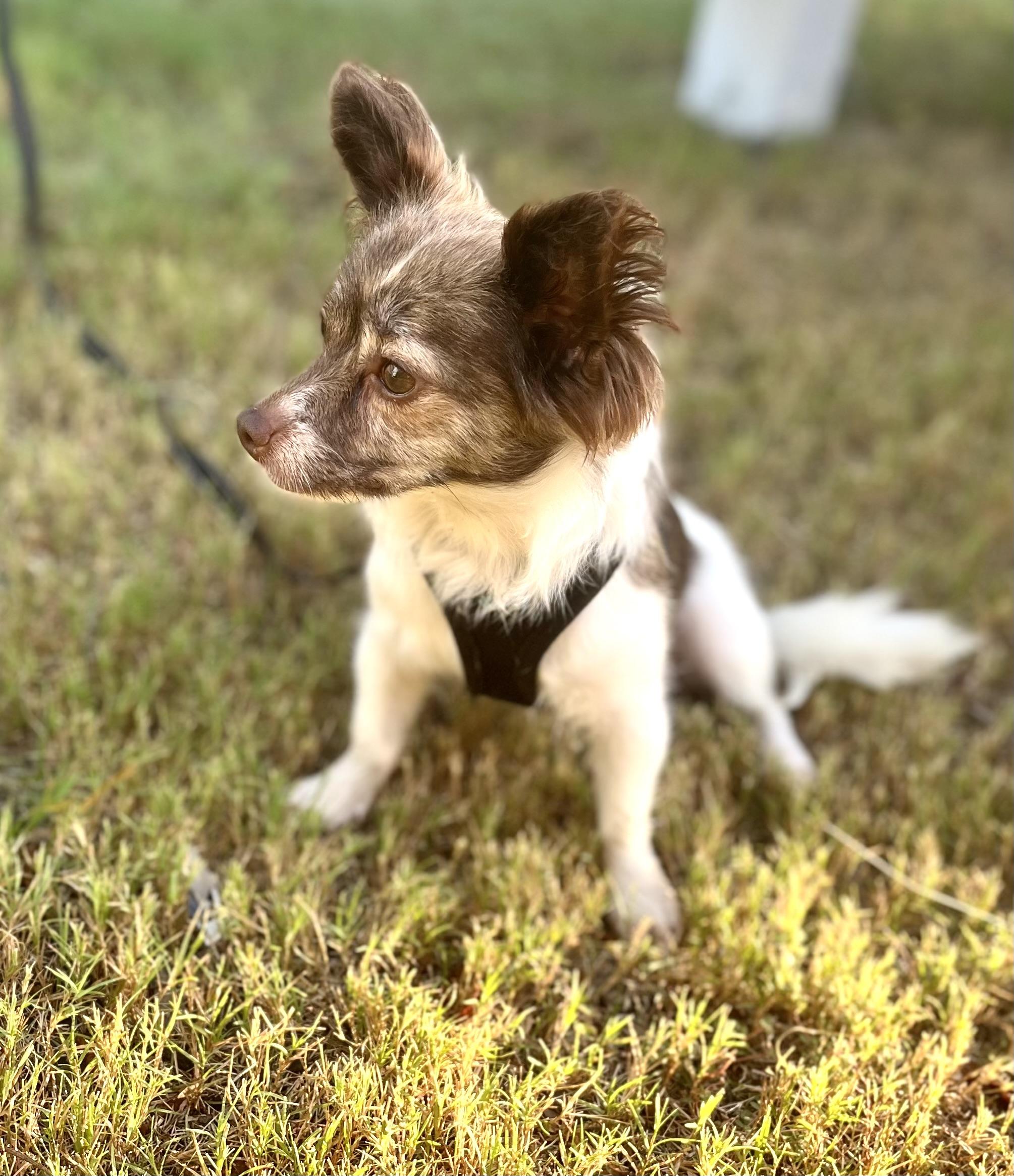 Enlarge Summer-ADOPTION PENDING, a Adoptable mixed breed in Mt Pleasant, SC image 5/5