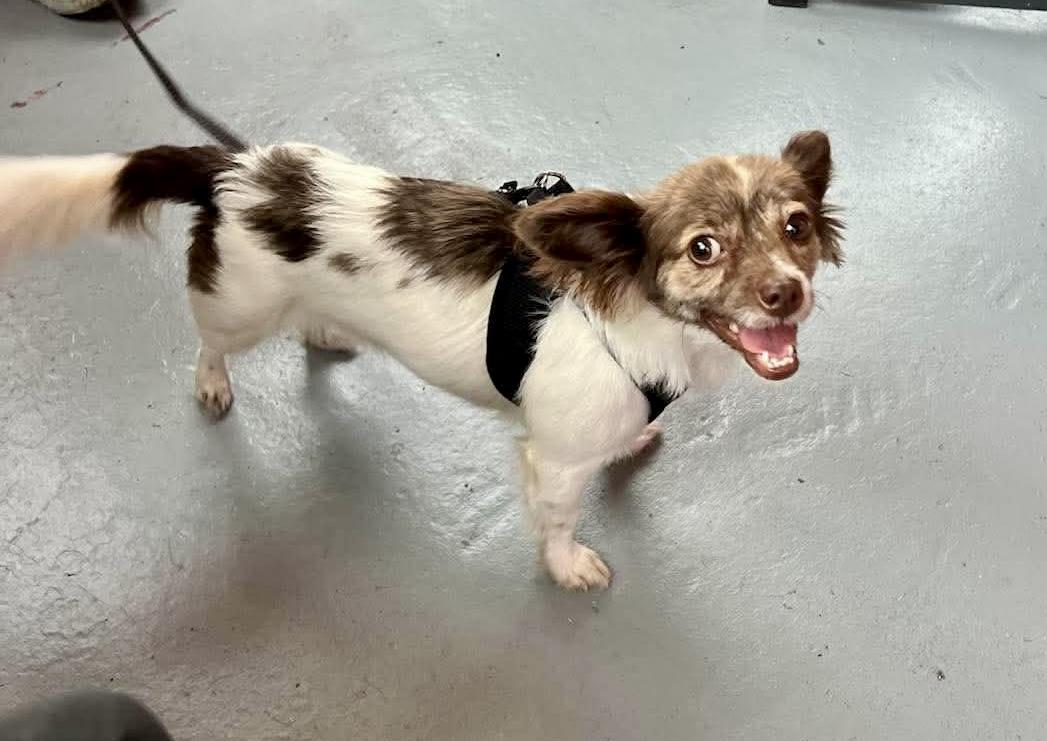 Enlarge Summer-ADOPTION PENDING, a Adoptable mixed breed in Mt Pleasant, SC image 2/5