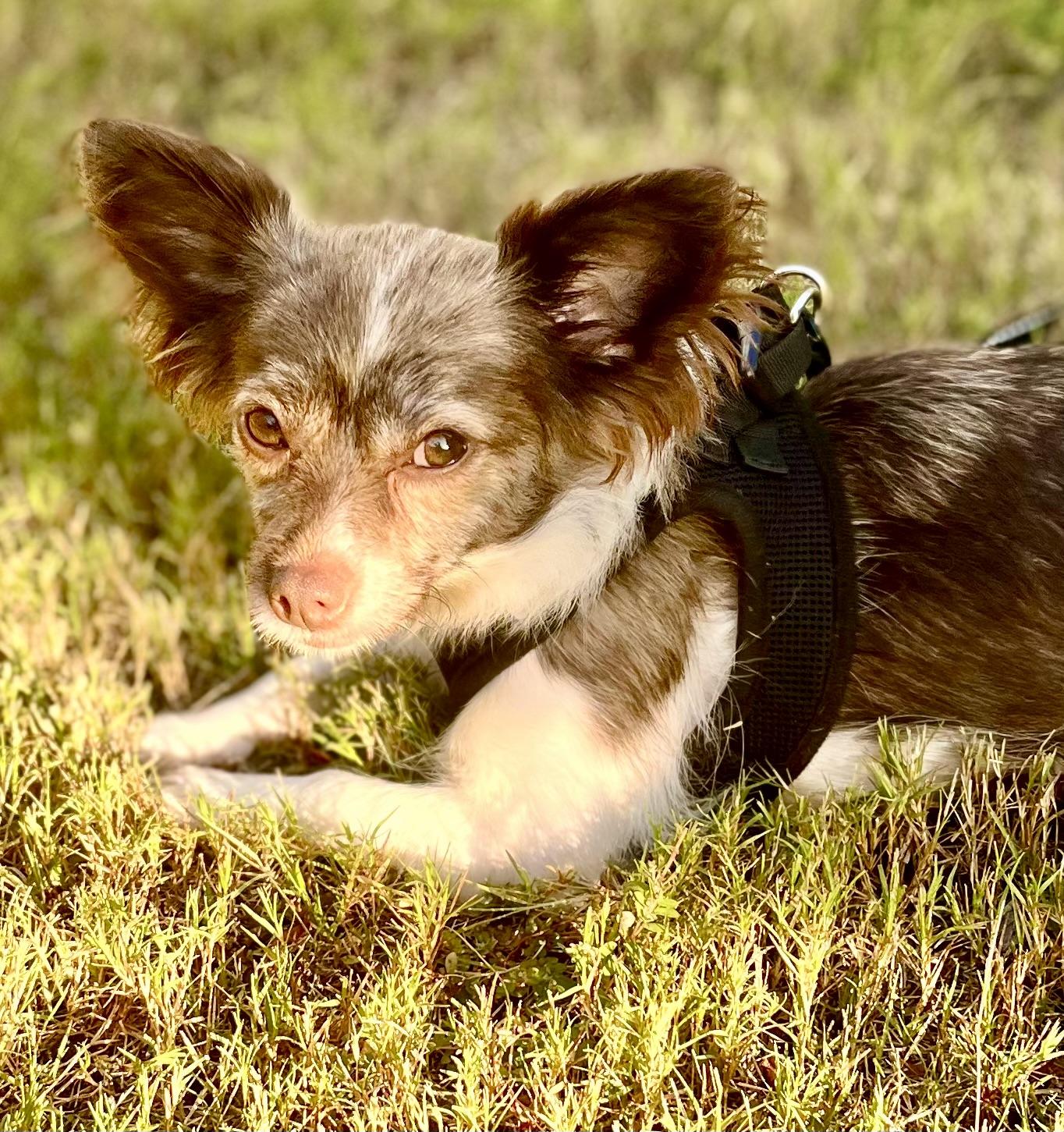 Enlarge Summer-ADOPTION PENDING, a Adoptable mixed breed in Mt Pleasant, SC image 4/5