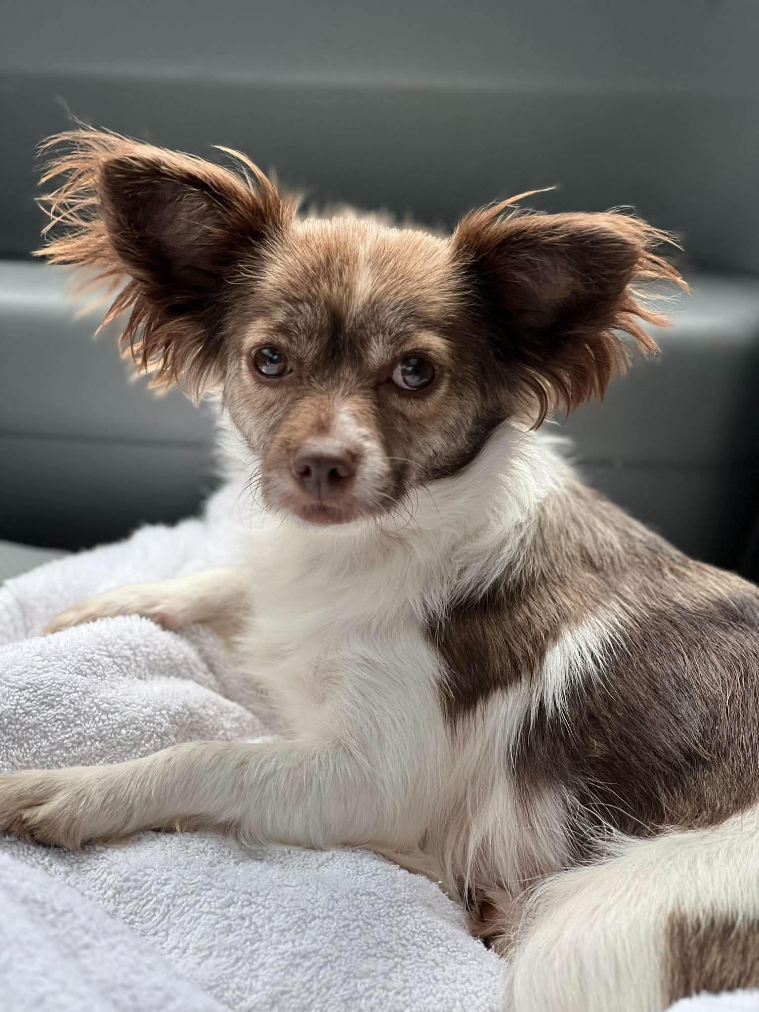 Summer-ADOPTION PENDING, Adoptable, Adult Female Mixed Breed.