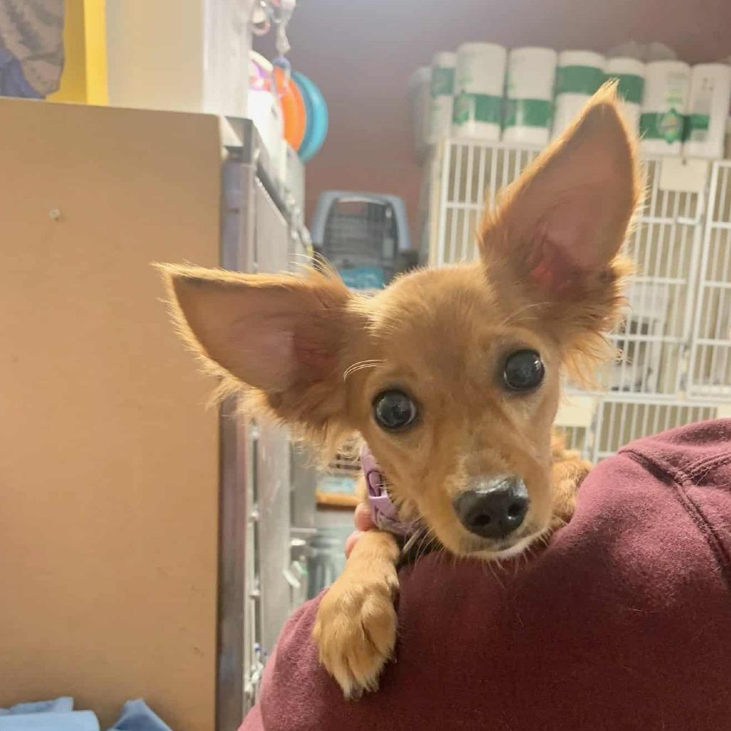 Reba, a Adoptable mixed breed in Houston, TX image 1/4